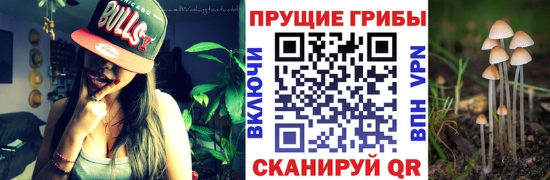 Купить где  Осташков  Галлюциногенные грибы Psilocybine cubensis 